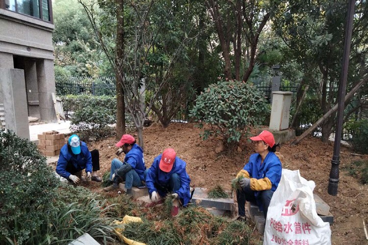 鹰潭大量补种麦冬