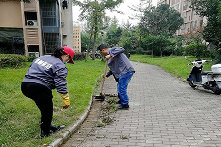 鹰潭路沿石的杂草