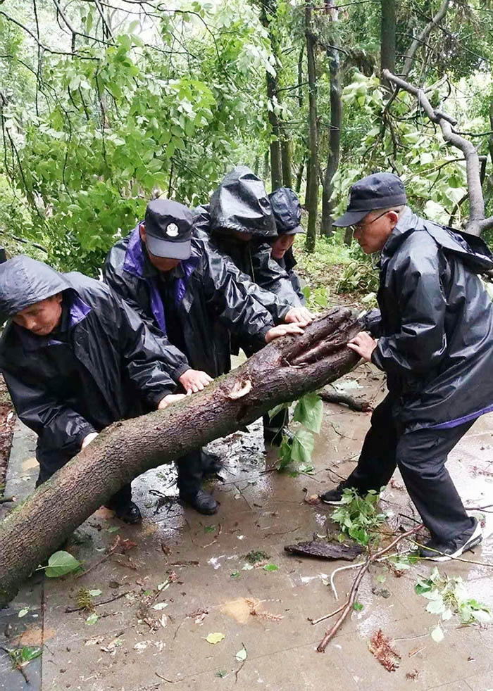 上饶大雨后扶树木